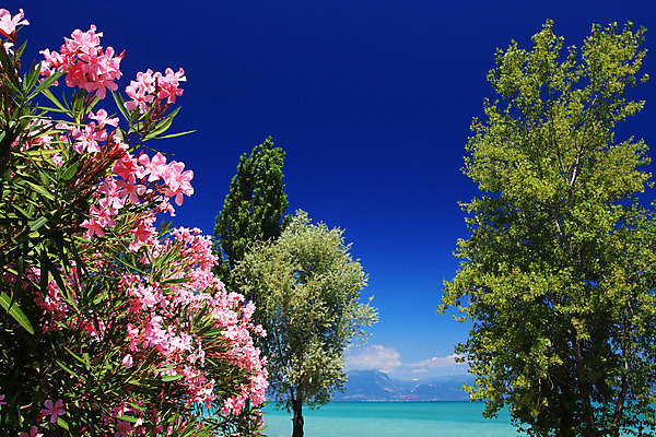 포토 JPG 해외이미지 나무 계절 꽃 유럽 호수 컨셉 하늘 휴가 사람없음 물 여름 관광지 햇빛 수영 이탈리아 성장 파라다이스 해외202004 해외포토 자연요소 식물 나라 여행 태양 수상스포츠 파일형식 이미지허브