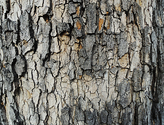 포토 JPG 해외이미지 나무 식물 공원 선 백그라운드 패턴 자연 표면 날씨 건조 사람없음 목재 갈색 환경 회색 나뭇가지 소나무 거친 역사 보호 숲 장작 피부 묘사 질감 나무껍질 코르크 잡동사니 거인 내추럴 평행 수목 썩음 옛날 울퉁불퉁 해외202004 해외포토 공공시설 컬러 컨셉 무늬 재료 신체부위 껍질 생태계 파일형식 이미지허브