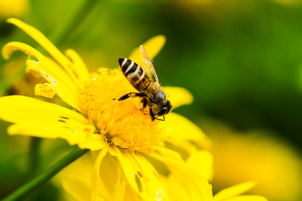 포토 JPG 해외이미지 식물 동물 계절 꽃잎 꽃 곤충 백그라운드 꽃무늬 밭 날개 자연 해바라기 사람없음 야외 초록색 여름 빛 컬러풀 태양 노란색 정원 맑음 봄 줄무늬 활발 벚꽃 개화 벌레 작음 수분 벌 먹기 묘사 꽃가루 꿀 찌르기 내추럴 호박벌 해외202004 해외포토 자연요소 컬러 컨셉 무늬 농업 모션 날씨 벌_곤충 크기 가루 생태계 파일형식 이미지허브