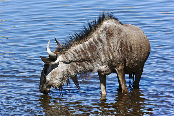 포토 JPG 해외이미지 동물 야생동물 여행 포유류 아프리카 자연 사람없음 마시기 사파리 동물상 보츠와나 해외202004 해외포토 나라 모션 조형물 생태계 파일형식 이미지허브