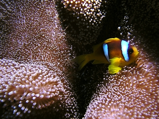 포토 JPG 해외이미지 식물 동물 야생동물 잎 자연 표면 어류 사람없음 물 반사 수중 광대 투명 스노클링 산호 잠수부 다이빙 암초 동물상 아네모네 해외202004 해외포토 자연요소 꽃 조형물 수영 수중동물 수상스포츠 자포동물 전문직 생태계 수중스포츠 파일형식 이미지허브