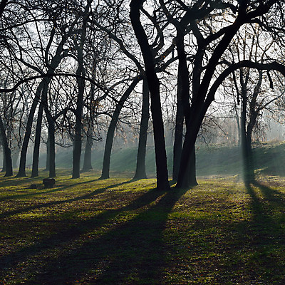 포토 JPG 해외이미지 나무 식물 계절 공원 실루엣 여행 겨울 자연 아침 날씨 그림자 풍경 사람없음 야외 초록색 빛 햇빛 걷기 일출 맑음 침묵 황혼 새벽 산책 꿈 안개 광선 나뭇가지 숲 그늘 마법 빛망울 웅장함 해외202004 해외포토 주간 자연요소 공공시설 컬러 모션 휴식 촬영기법 태양 노을 소리 일몰 생태계 파일형식 이미지허브