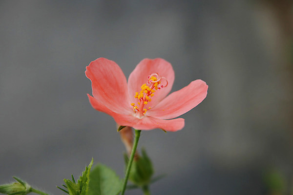 포토 JPG 해외이미지 잎 자연 사람없음 야외 빨간색 히비스커스 해외202004 해외포토 식물 꽃 컬러 생태계 파일형식 이미지허브