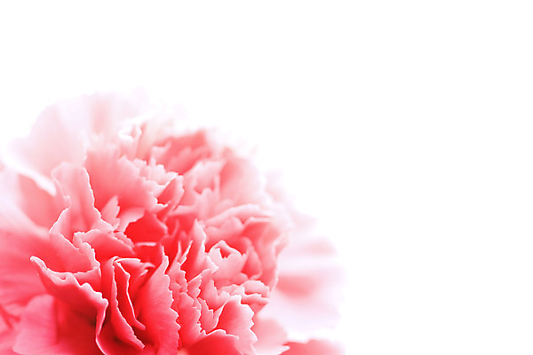 포토 JPG 해외이미지 꽃 사람없음 카네이션 해외202004 해외포토 식물 파일형식 이미지허브