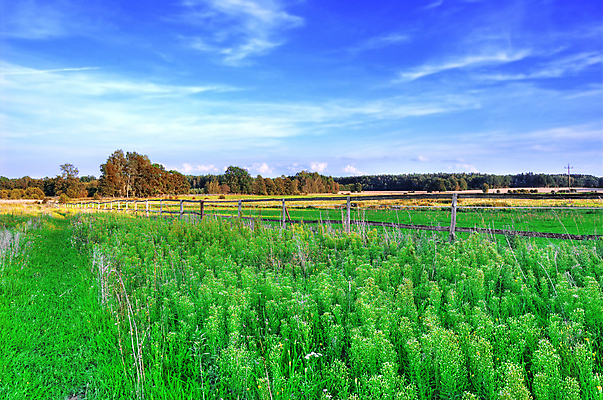 포토 JPG 해외이미지 식물 구름 계절 백그라운드 밭 자연 하늘 날씨 풍경 잔디 사람없음 야외 초록색 여름 파란색 빛 컬러풀 태양 농장 평화 일출 환경 정원 맑음 봄 흰색 시골 신선 장면 내추럴 해외202004 해외포토 자연요소 컬러 컨셉 농업 노을 생태계 파일형식 이미지허브