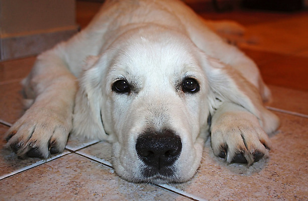 포토 JPG 해외이미지 동물 바닥 사람없음 반려동물 개 골든리트리버 강아지 래브라도리트리버 그림 거짓말 해외202004 해외포토 포유류 리트리버 파일형식 이미지허브