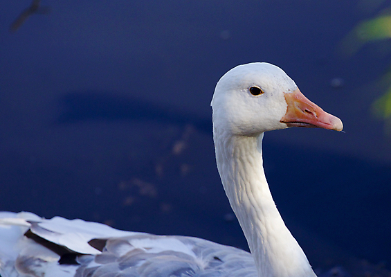 포토 JPG 해외이미지 응시 호수 백그라운드 캐나다 오렌지 그림자 사람없음 물 강 태양 머리 회색 흰색 깃털 부리 목 거위 반응 해외202004 해외포토 자연요소 시선 컬러 북아메리카 과일 조류 신체부위 파일형식 이미지허브