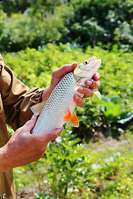 포토 JPG 해외이미지 동물 손 호수 야생동물 음식 스포츠 백그라운드 자연 성공 낚시 휴식 건강 어류 어업 취미 사람없음 야외 초록색 물 여름 강 가을 신선 잡기 재산 황금 닫기 눈금 각도 낚시꾼 어장 민물 타격 해외202004 해외포토 자연요소 계절 산업 컬러 컨셉 모션 레저 신체부위 금융 수중동물 생태계 파일형식 이미지허브