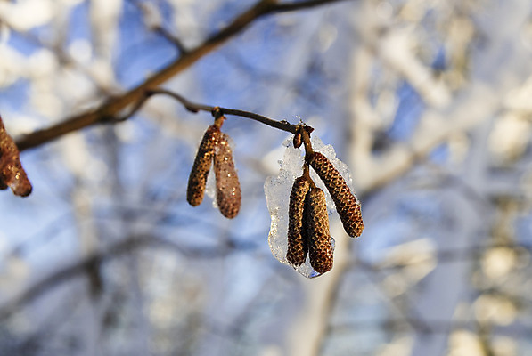 포토 JPG 해외이미지 나무 겨울 사람없음 갈색 개암나무 해외202004 해외포토 식물 계절 컬러 파일형식 이미지허브