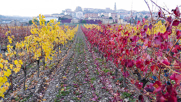 포토 JPG 해외이미지 식물 도로 길 음식 백그라운드 잎 밭 농업 과일 자연 포도 풍경 사람없음 목재 초록색 농장 와인 일몰 수확 성장 가을 흰색 시골 닫기 주식 과수원 땅 포도밭 포도나무 타운 내추럴 밭일 양조장 세련 해외202004 해외포토 나무 계절 산업 컬러 재료 교통시설 모션 주류 금융 노을 도시 과일나무 생태계 파일형식 이미지허브