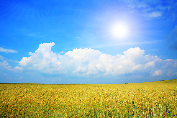 포토 JPG 해외이미지 식물 구름 음식 밭 농업 자연 하늘 풍경 사람없음 여름 파란색 농작물 햇빛 태양 농장 노란색 침묵 성장 시골 황금 땅 시리얼 밀 수평선 해외202004 해외포토 자연요소 계절 산업 컬러 곡류 소리 생태계 파일형식 이미지허브
