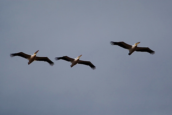 포토 JPG 해외이미지 야생동물 오렌지 자연 조류 하늘 사람없음 야외 파란색 노란색 검은색 회색 젖음 흰색 습지 펠리컨 깃털 부리 물새 루마니아 단아함 해외202004 해외포토 동물 유럽 컬러 과일 생태계 파일형식 이미지허브