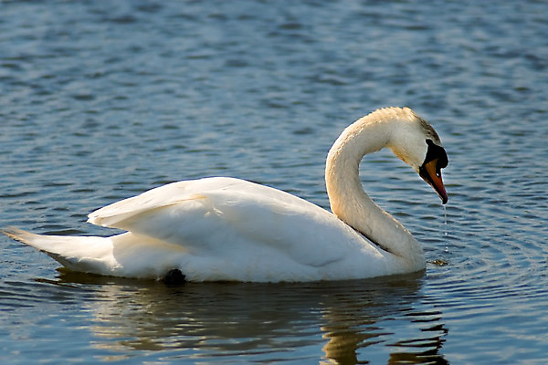 포토 JPG 해외이미지 동물 자연 사람없음 물 맑음 프랑스 백조 내추럴 해외202004 해외포토 자연요소 유럽 조류 날씨 생태계 파일형식 이미지허브