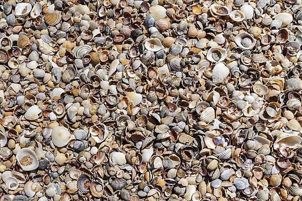 포토 JPG 해외이미지 모래 바다 백그라운드 패턴 자연 조개 파노라마 종류 어류 사람없음 여러개 닫기 혼합 질감 자연백그라운드 홍합 가리비 많음 해외202004 해외포토 다수 컨셉 무늬 모션 어패류 촬영기법 수중동물 생태계 파일형식 이미지허브