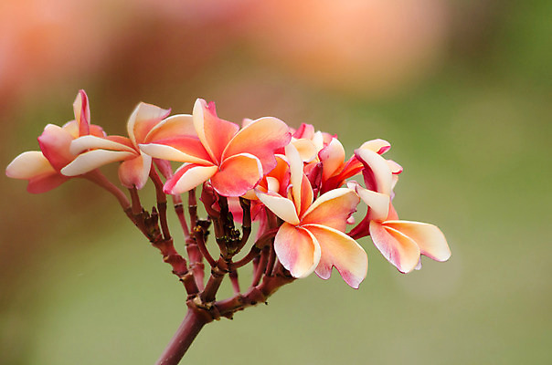 포토 JPG 해외이미지 식물 꽃잎 꽃 분홍색 잎 꽃무늬 자연 사람없음 초록색 컬러풀 봄 벚꽃 흰색 내추럴 해외202004 해외포토 계절 컬러 무늬 생태계 파일형식 이미지허브