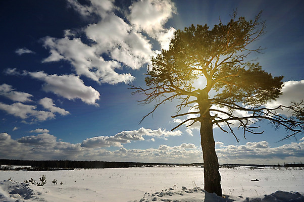 포토 JPG 해외이미지 나무 1 백그라운드 잎 크리스마스 겨울 밭 자연 하늘 풍경 사람없음 야외 목재 파란색 노란색 평화 얼음 일몰 추위 안개 흰색 시골 숲 서리 북쪽 옛날 해외202004 해외포토 자연요소 식물 계절 기념일 컬러 컨셉 농업 재료 날씨 노을 방향 생태계 파일형식 이미지허브