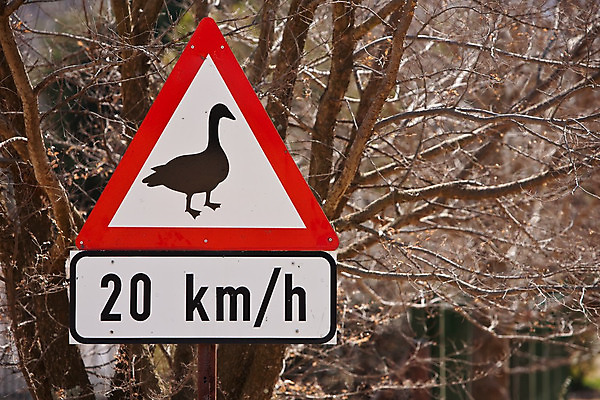 포토 JPG 해외이미지 조류 사람없음 주식 위험 사인 속도 거위 건너기 한계 해외202004 해외포토 동물 컨셉 모션 금융 파일형식 이미지허브