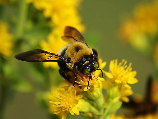 포토 JPG 해외이미지 식물 동물 꽃잎 꽃 곤충 꽃무늬 날개 자연 사람없음 야외 여름 노란색 정원 줄무늬 활발 벚꽃 신선 작음 수분 벌 꽃가루 꿀 해외202004 해외포토 계절 컬러 컨셉 무늬 크기 가루 생태계 파일형식 이미지허브