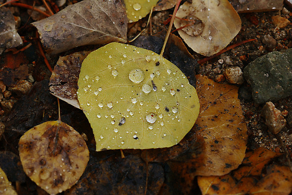 포토 JPG 해외이미지 나무 잎 산 바닥 사람없음 노란색 가을 황금 숲 빗방울 수목 콜로라도 해외202004 해외포토 식물 계절 컬러 미국 비_날씨 파일형식 이미지허브
