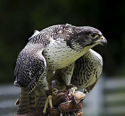 포토 JPG 해외이미지 손 야생동물 자연 조류 사람없음 머리 먹이 먹기 깃털 부리 육식동물 사냥꾼 해외202004 해외포토 동물 직업 모션 신체부위 생태계 파일형식 이미지허브