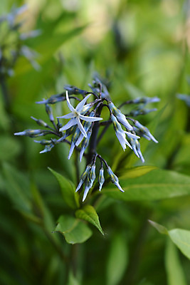 포토 JPG 해외이미지 식물 꽃 잎 자연 사람없음 야외 초록색 파란색 정원 봄 닫기 해외202004 해외포토 계절 컬러 모션 생태계 파일형식 이미지허브