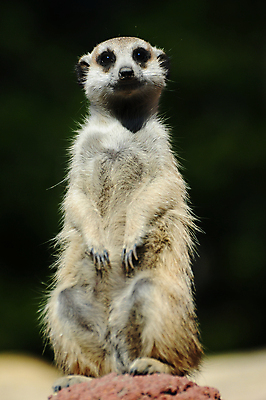 포토 JPG 해외이미지 동물 응시 얼굴 야생동물 포유류 가족 발 아프리카 자연 엄마 생물 털 동물원 서기 경비 사람없음 갈색 머리 사막 아기 입 황무지 보호 작음 사파리 손목시계 귀 주둥이 남쪽 경보 남아프리카 미어캣 생태학 칼라하리 해외202004 해외포토 시선 교육 나라 시계 컬러 컨셉 장신구 관계 모션 안전 사람 신체부위 크기 방향 생태계 파일형식 이미지허브