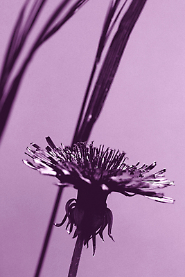 포토 JPG 해외이미지 식물 꽃 자연 그림자 사람없음 옆모습 빛 보라색 벚꽃 민들레 그림 해외202004 해외포토 뷰포인트 컬러 생태계 파일형식 이미지허브