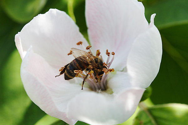 포토 JPG 해외이미지 식물 동물 1 꽃잎 꽃 야생동물 곤충 날개 자연 노동자 사람없음 야외 여름 파란색 갈색 노란색 줄무늬 재킷 터치 신선 선택 말벌 작음 수분 벌 싱글 바쁨 꽃가루 꿀 고립 효율 해외202004 해외포토 직업 계절 컬러 컨셉 무늬 외투 벌_곤충 크기 가루 생태계 파일형식 이미지허브