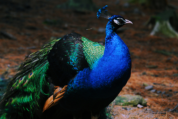 포토 JPG 해외이미지 야생동물 자연 조류 사람없음 초록색 파란색 컬러풀 공작 인도인 깃털 해외202004 해외포토 외국인 동물 컬러 동양인 생태계 파일형식 이미지허브