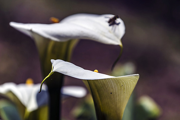 포토 JPG 해외이미지 식물 실루엣 꽃다발 잎 꽃무늬 자연 날씨 휴식 그림자 선물 사랑 사람없음 햇빛 노란색 새싹 정원 화목 힘 봄 활발 에너지 성장 흰색 시골 인사 달콤 향수 향기 냄새 꽃가루 부드러움 고립 돌봄 해외202004 해외포토 계절 꽃 감정 컬러 컨셉 무늬 모션 촬영기법 태양 화장품 예절 감각 맛 가루 생태계 파일형식 이미지허브