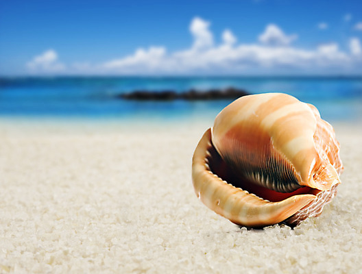 포토 JPG 해외이미지 동물 디자인 야생동물 모래 바다 섬 여행 백그라운드 자연 휴가 조개 휴식 창조 해변 사람없음 물 파란색 환경 수중 껍질 휴양지 생물학 암초 수족관 보물 생태학 완벽 파라다이스 해외202004 해외포토 자연요소 교육 컬러 컨셉 어패류 장소 생태계 파일형식 이미지허브