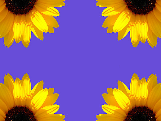 포토 JPG 해외이미지 배너 계절 꽃잎 꽃 하늘색 백그라운드 컨셉 하늘 휴가 해바라기 프레임 사람없음 파란색 노란색 우주 정원 봄 사인 강렬 해외202004 해외포토 식물 컬러 파일형식 이미지허브