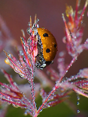 포토 JPG 해외이미지 동물 야생동물 곤충 자연 사람없음 빨간색 머리 귀 무당벌레 해외202004 해외포토 컬러 신체부위 생태계 파일형식 이미지허브