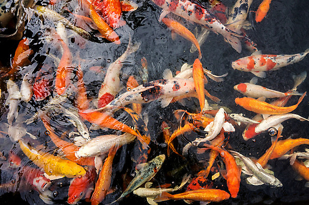 포토 JPG 해외이미지 동물 오렌지 어류 사람없음 물 반려동물 컬러풀 수영 저수지 많음 해외202004 해외포토 자연요소 컬러 컨셉 과일 수중동물 수상스포츠 파일형식 이미지허브