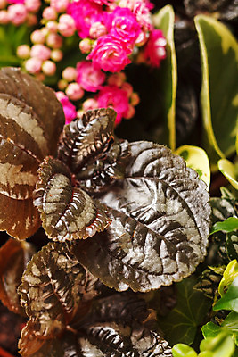 포토 JPG 해외이미지 식물 화분 화초 분홍색 백그라운드 잎 자연 실내 사람없음 장식 빨간색 초록색 인테리어 세트 정원 도자기 화려 냄비 수집 원예 질감 슛 아이비 생태학 해외202004 해외포토 디자인 교육 컬러 컨셉 취미 내부 솥 생태계 파일형식 이미지허브