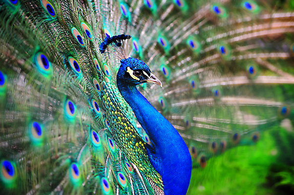 포토 JPG 해외이미지 동물 디자인 남자 야생동물 백그라운드 패턴 자연 조류 기술 사람없음 가로 초록색 파란색 컬러풀 머리 활발 우아함 공작 전시회 깃털 묘사 질감 꼬리 부리 목 보여주기 꿩 수탉 내추럴 멀티 웅장함 터키석 해외202004 해외포토 컬러 컨셉 무늬 모션 사람 신체부위 전시 닭 보석 수컷 생태계 파일형식 이미지허브