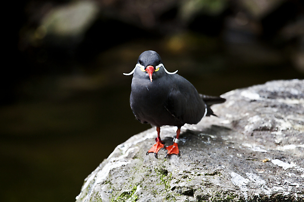포토 JPG 해외이미지 동물 야생동물 바다 오렌지 조류 동물원 사람없음 빨간색 미국 콧수염 깃털 부리 멸종 남쪽 잉카 해외202004 해외포토 컬러 북아메리카 과일 수염 방향 파일형식 이미지허브