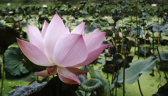 포토 JPG 해외이미지 식물 꽃잎 꽃 호수 선 분홍색 백그라운드 잎 꽃무늬 자연 표면 추상 휴식 연꽃 미술 동양인 사람없음 초록색 물 여름 빛 봄 벚꽃 흰색 연못 개화 우아함 백합 명상 싱글 내추럴 이국적 해외202004 해외포토 자연요소 계절 컬러 컨셉 무늬 문화예술 인종 생태계 파일형식 이미지허브