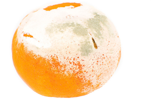 포토 JPG 해외이미지 1 음식 백그라운드 오렌지 과일 귤 사람없음 흰색 원형 싱글 유기농 냄새 불쾌함 낭비 내추럴 나쁜 고립 곰팡이 썩음 옛날 해외202004 해외포토 도형 웰빙 감정 컬러 컨셉 파일형식 이미지허브