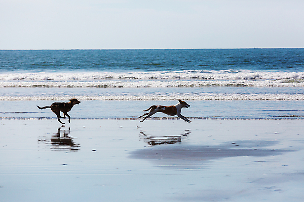 포토 JPG 해외이미지 동물 행복 바다 가정 관계 실험 잔디 사람없음 초록색 반려동물 강 노란색 우정 황금 개 리트리버 강아지 래브라도리트리버 심볼 송곳니 동반자 유래 해외202004 해외포토 식물 감정 컬러 포유류 친구 치아 파일형식 이미지허브