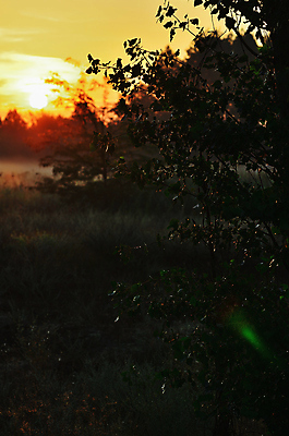 포토 JPG 해외이미지 나무 구름 여행 백그라운드 밭 자연 하늘 아침 조명 풍경 사람없음 여름 파란색 빛 햇빛 태양 노란색 일출 화목 황혼 일몰 봄 새벽 가을 소나무 황금 저녁 숲 깃털 스텝 몽환 수평선 해외202004 해외포토 주간 자연요소 식물 계절 컬러 컨셉 농업 노을 야간 생태계 파일형식 이미지허브