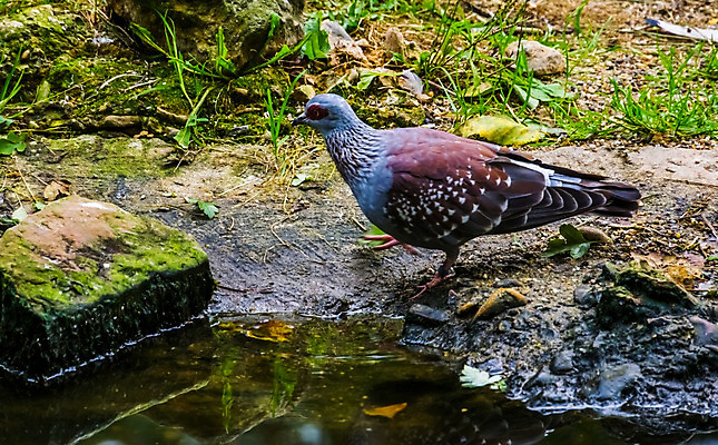 포토 JPG 해외이미지 동물 부분 아프리카 조류 동물원 사람없음 빨간색 물 반려동물 갈색 회색 사막 마시기 얼룩 비둘기 생물학 새장 사하라 밭일 보유 이국적 해외202004 해외포토 자연요소 교육 나라 컬러 모션 케이지 파일형식 이미지허브