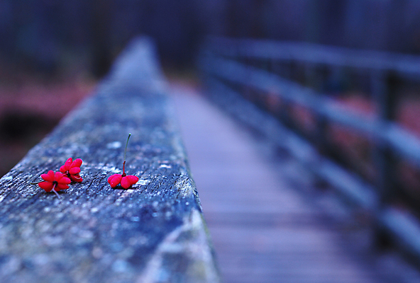 포토 JPG 해외이미지 나무 식물 디자인 계절 길 여행 백그라운드 단풍 잎 패턴 오렌지 자연 벽지 풍경 사람없음 야외 목재 장식 빨간색 컬러풀 갈색 가을 숲 질감 장면 내추럴 옛날 해외202004 해외포토 컬러 무늬 과일 재료 생태계 파일형식 이미지허브