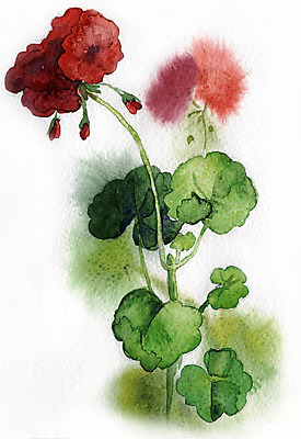 JPG 해외이미지 식물 일러스트 붓터치 수채화 사람없음 그림 번짐 제라늄 해외202004 해외일러스트 파일형식 효과 이미지허브