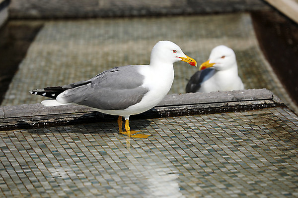포토 JPG 해외이미지 식물 동물 1 커플 응시 꽃 유럽 야생동물 바다 백그라운드 2 날개 자연 갈매기 조류 서기 사람없음 야외 옆모습 물 파란색 노란색 머리 맑음 회색 젖음 자유 흰색 관찰 도시 닫기 깃털 분수 부리 모자이크 수선화 내추럴 모나코 무료 해외202004 해외포토 자연요소 시선 나라 뷰포인트 컬러 컨셉 관계 모션 날씨 신체부위 생태계 파일형식 이미지허브