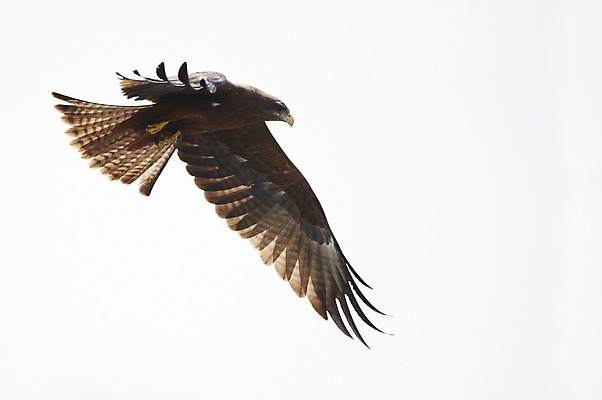 포토 JPG 해외이미지 날개 아프리카 사람없음 연 사냥 해외202004 해외포토 나라 놀이용품 파일형식 이미지허브