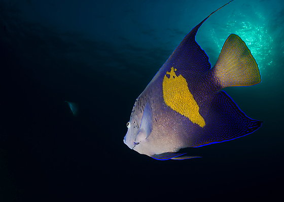 포토 JPG 해외이미지 한마리 바다 어류 사람없음 뒷모습 수중 파란배경 고립 카피스페이스 해외202004 해외포토 1 뷰포인트 백그라운드 파란색 수중동물 공백 파일형식 이미지허브