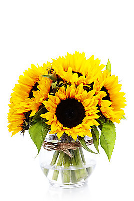 포토 JPG 해외이미지 식물 꽃잎 꽃 꽃다발 백그라운드 자연 해바라기 선물 사랑 사람없음 장식 초록색 물 컬러풀 노란색 금속 정원 꽃병 맑음 봄 벚꽃 흰색 신선 개화 닫기 다발 배열 묘사 원예 고립 넘어짐 해외202004 해외포토 자연요소 계절 감정 컬러 모션 재질 날씨 취미 생태계 파일형식 이미지허브