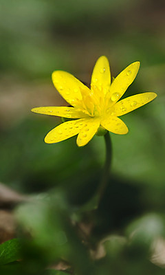 포토 JPG 해외이미지 식물 꽃 줄기 백그라운드 잎 자연 아침 사람없음 초록색 물 노란색 맑음 봄 원형 떨어짐 숲 이슬 묘사 블러 해외202004 해외포토 주간 자연요소 도형 계절 컬러 컨셉 날씨 생태계 파일형식 이미지허브