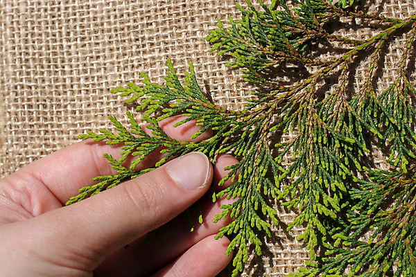 포토 JPG 해외이미지 나무 식물 계절 백그라운드 잎 꽃무늬 패턴 자연 사람없음 초록색 컬러풀 갈색 환경 정원 가을 오브젝트 에코 유기농 내추럴 고립 생태학 해외202004 해외포토 웰빙 교육 꽃 컬러 무늬 생태계 파일형식 이미지허브